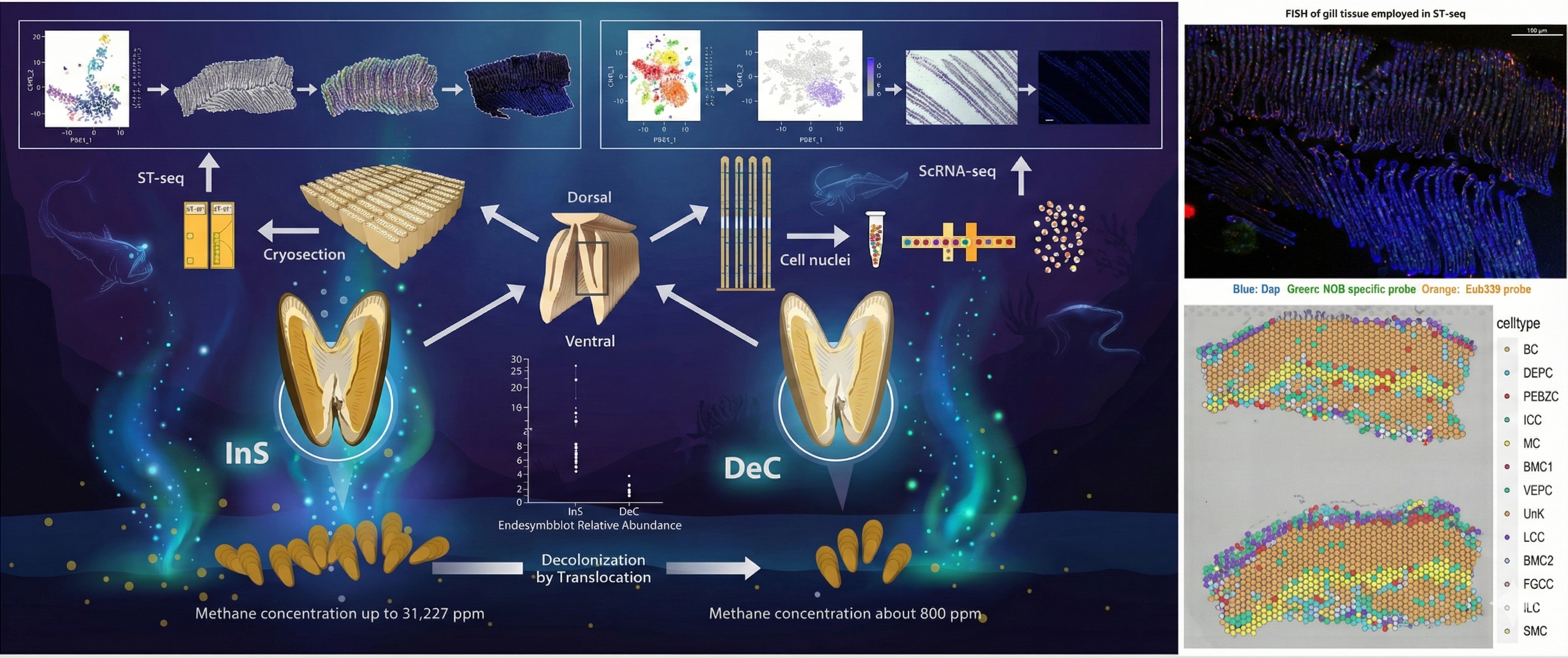 单细胞图谱示意图